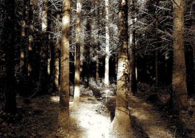 Sunlight streams through a dense forest, casting long shadows on the trees.