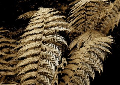 Sepia-toned ferns against a dark background.