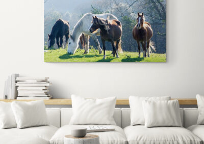 Horses grazing in a sunny field with trees in the background. Wildlife and nature scene.