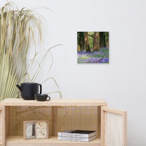 Bluebell Forest