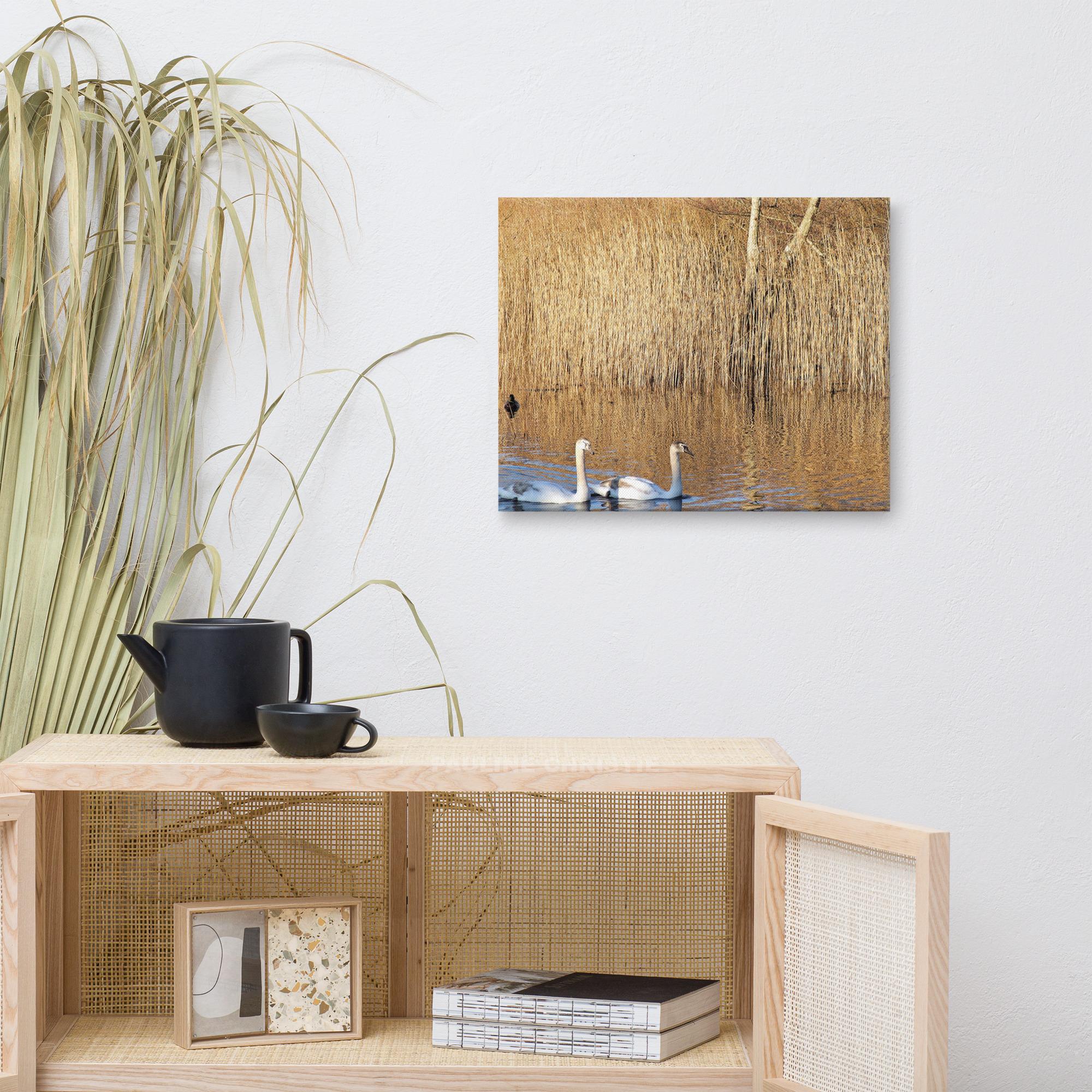 Swans swimming in water near rushes, a serene nature scene in Kerry.