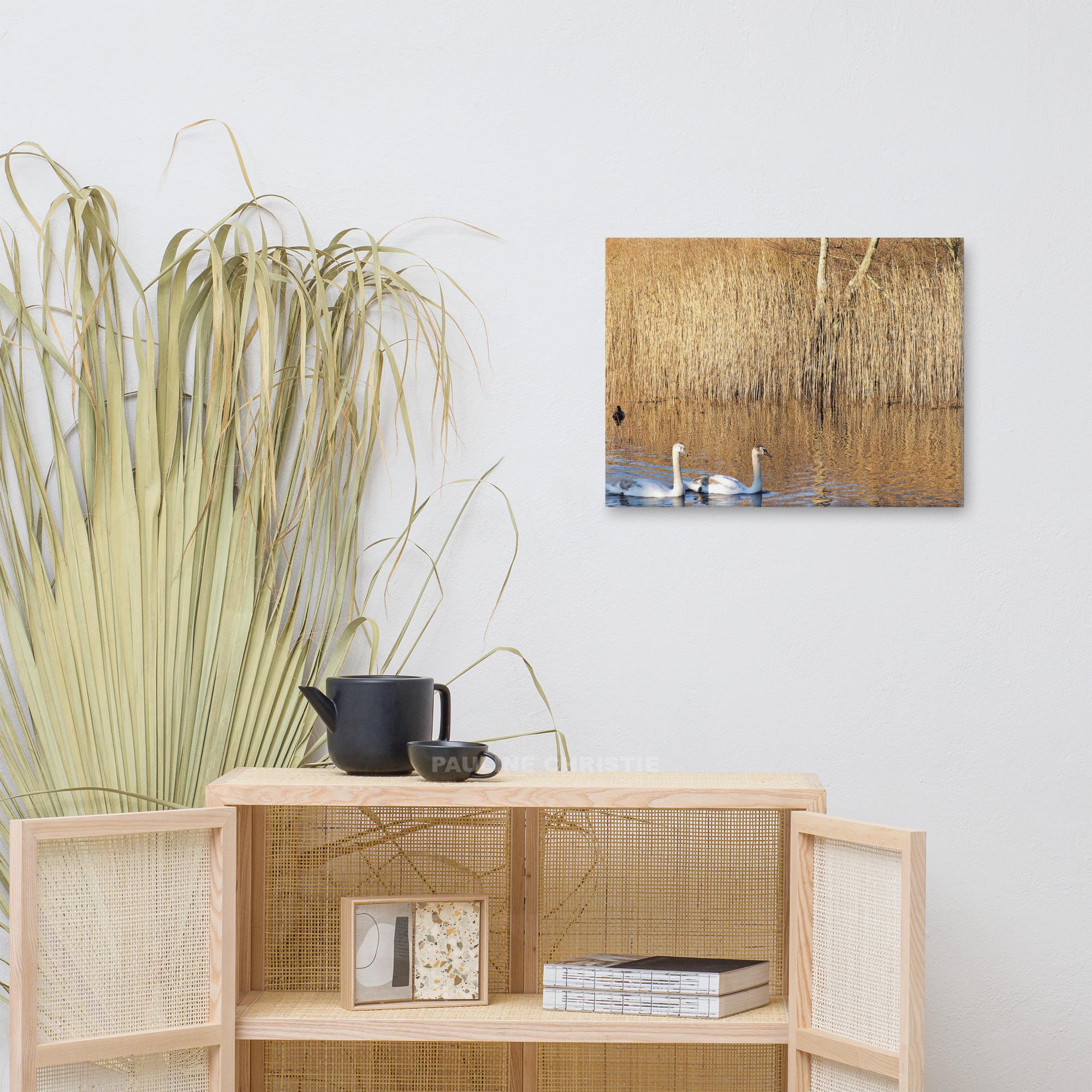 Swans swimming in water near rushes, a serene nature scene in Kerry.