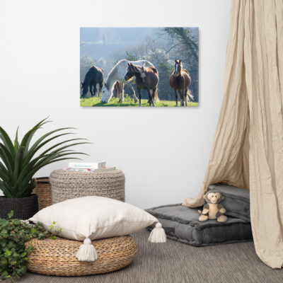 Canvas print of wild horses grazing in Kerry field, a beautiful nature scene.