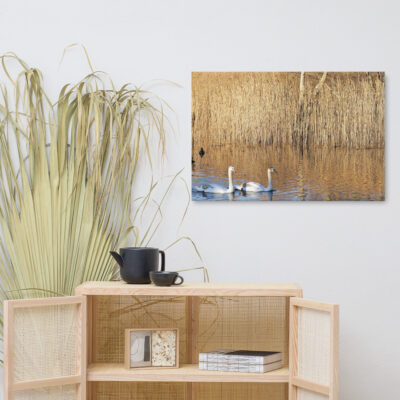 Swans swimming in water near rushes, a serene nature scene in Kerry.