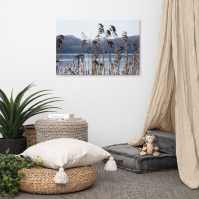 Reeds on Killarney Lakes